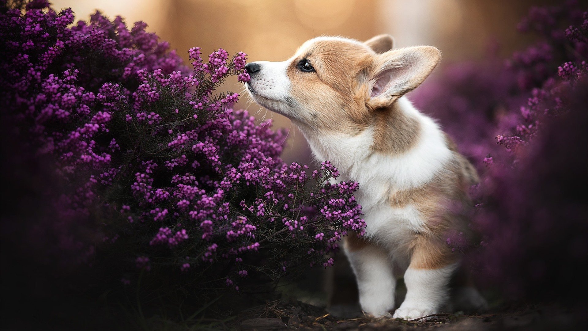 破界！当希腊铁蹄踏碎多特蒙德，莱万在东决化身篮球之神