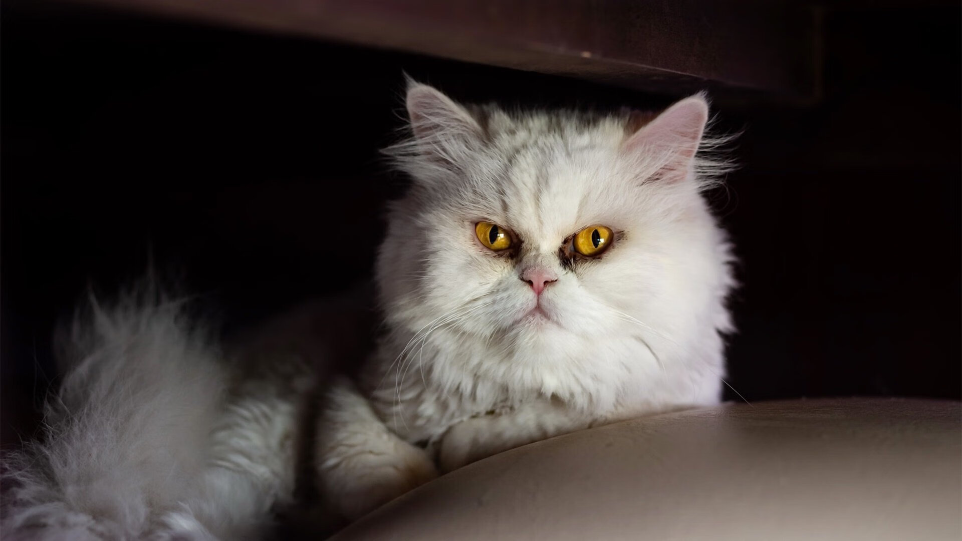 詹姆斯末节统治攻防!76人险胜浙江锁定晋级,39岁老将诠释何为关键先生