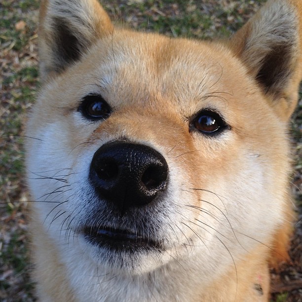 绿茵启示录，当团队洪流淹没个人神迹，巴萨铁蹄与久保孤星的命运分野