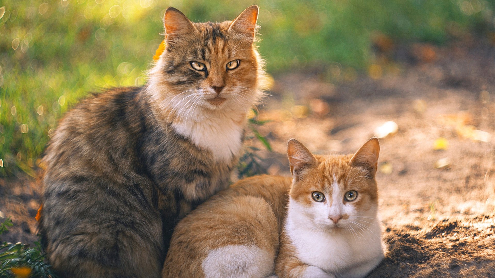 维京战吼与东瀛忍刀，当三笘薰刺穿拜仁的铁血王朝