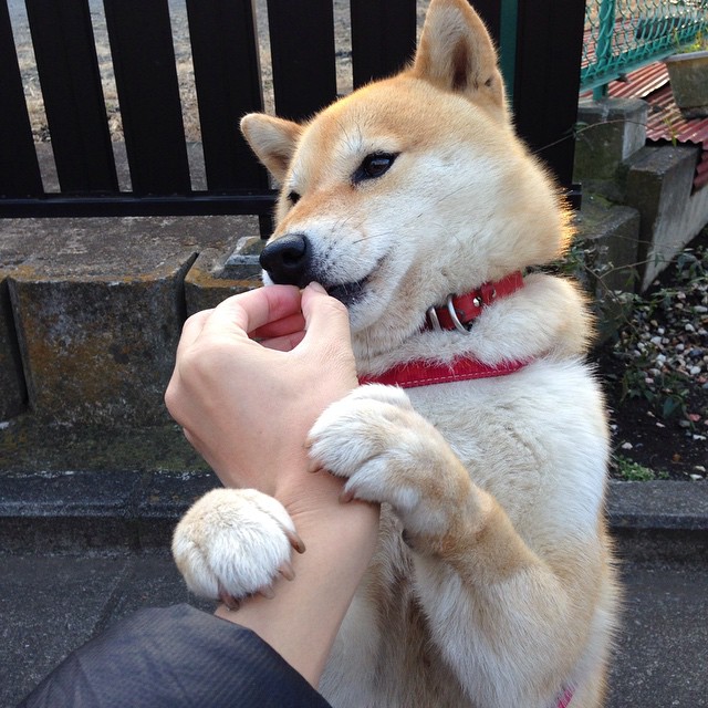隔空交相辉映，当猛龙打穿爵士的夜晚，锡安在欧冠半决赛接管比赛
