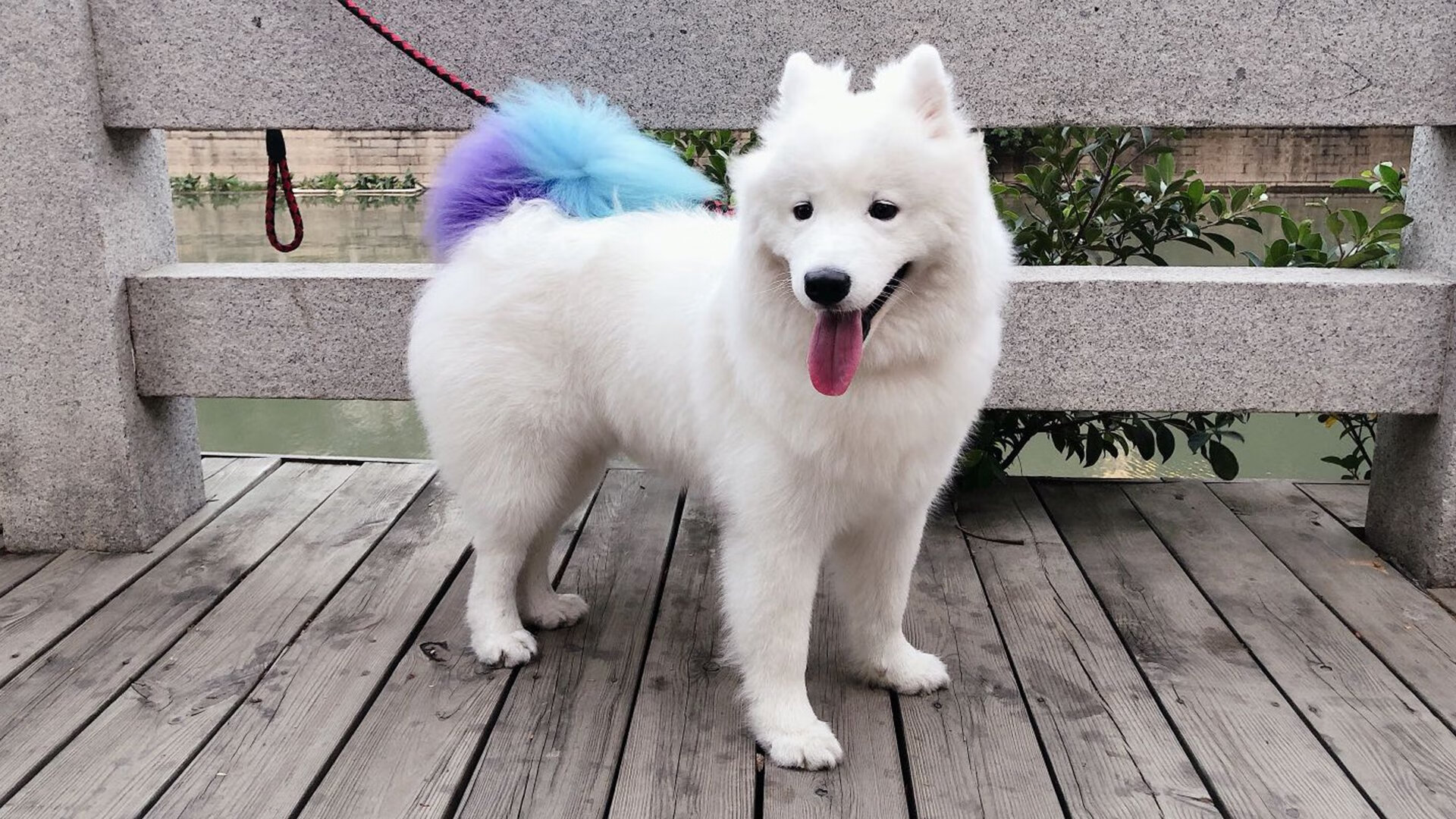 隔空交相辉映，当猛龙打穿爵士的夜晚，锡安在欧冠半决赛接管比赛