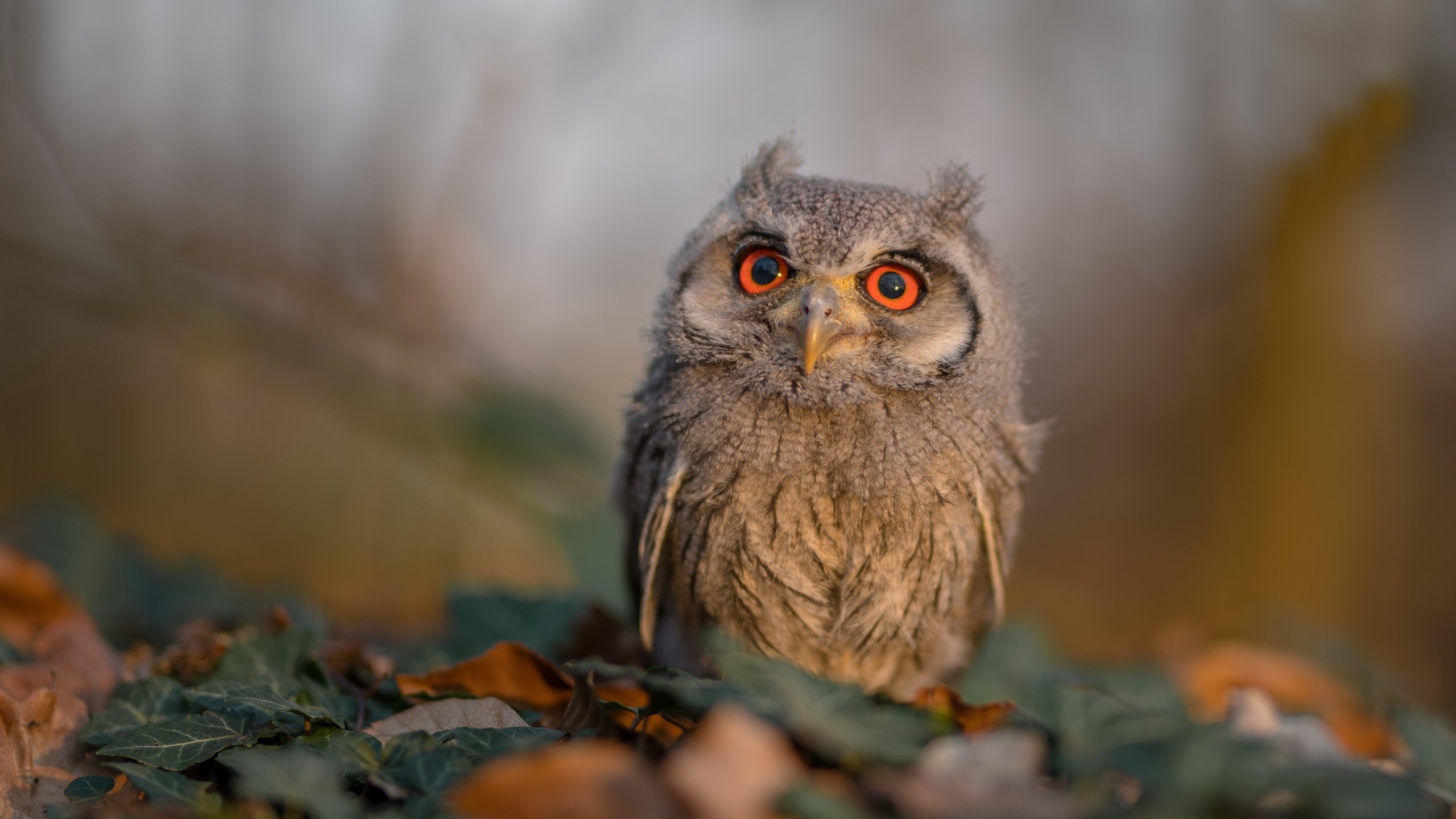 贝蒂斯黑夜里的光，努涅斯一球击碎威斯特法伦
