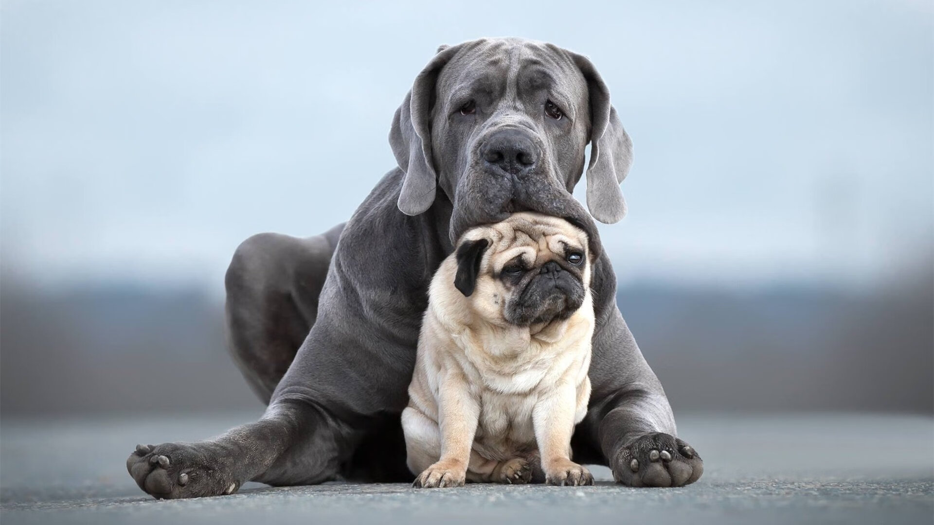 剑指天穹，本泽马于意甲焦点之夜，重写巨星法则