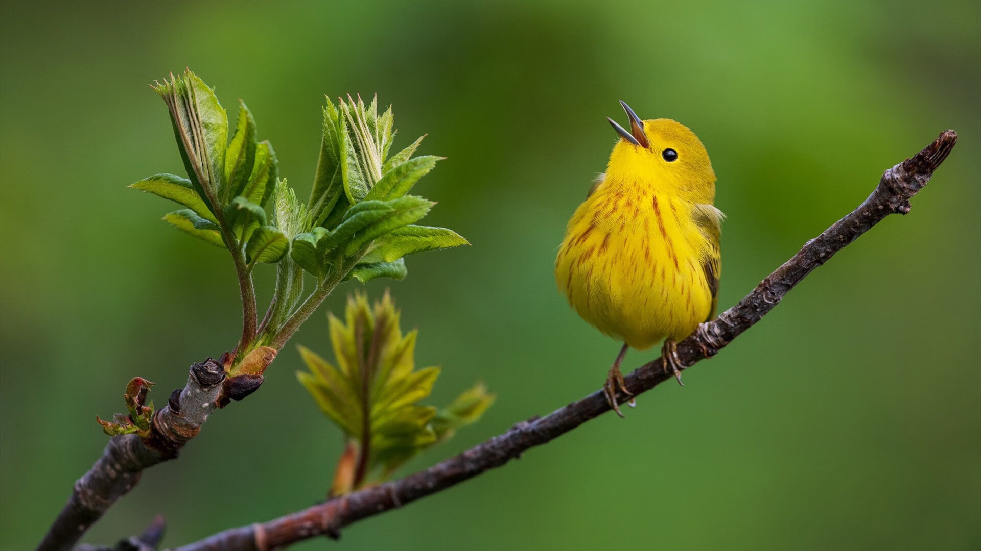 德甲争冠战之夜，班凯罗全场最佳无争议