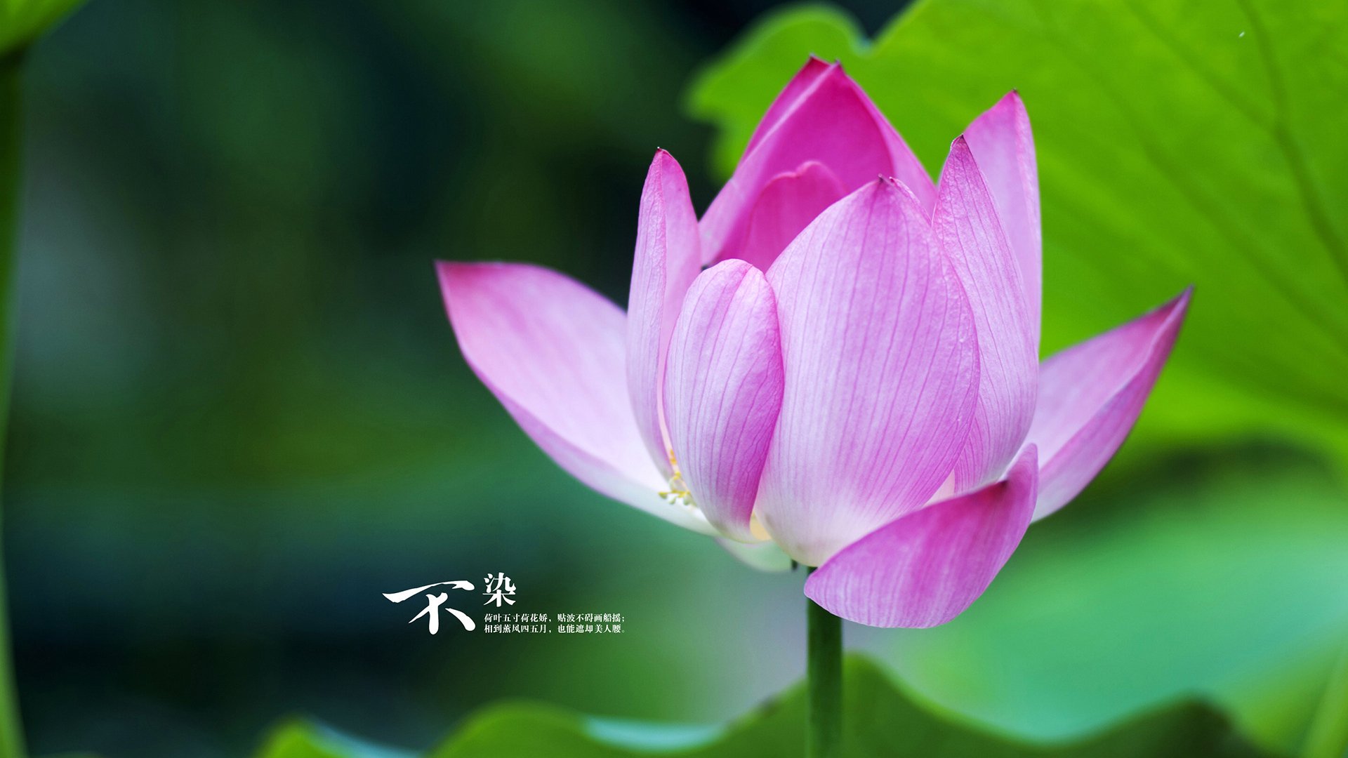 冰火对决与浓眉时刻，当淘汰赛遇上抢七，主宰者的诞生