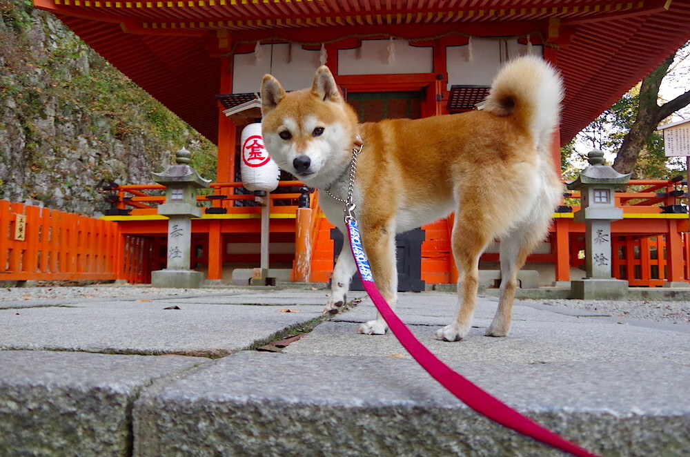 绝杀!奇迹在最后1秒降临 苏亚雷斯双响难救主,勒沃库森史诗逆转捍卫不败金身