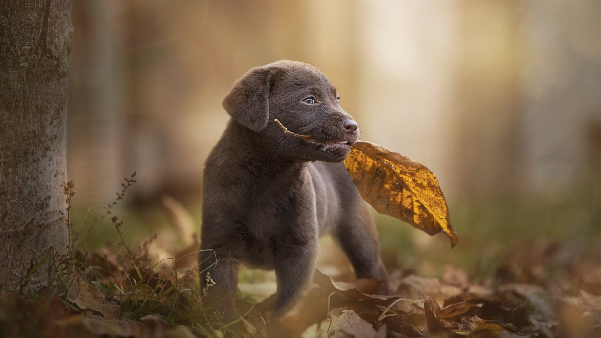 世界排名焦点战,伊拉克全面压制英格兰,排名争夺战再起波澜