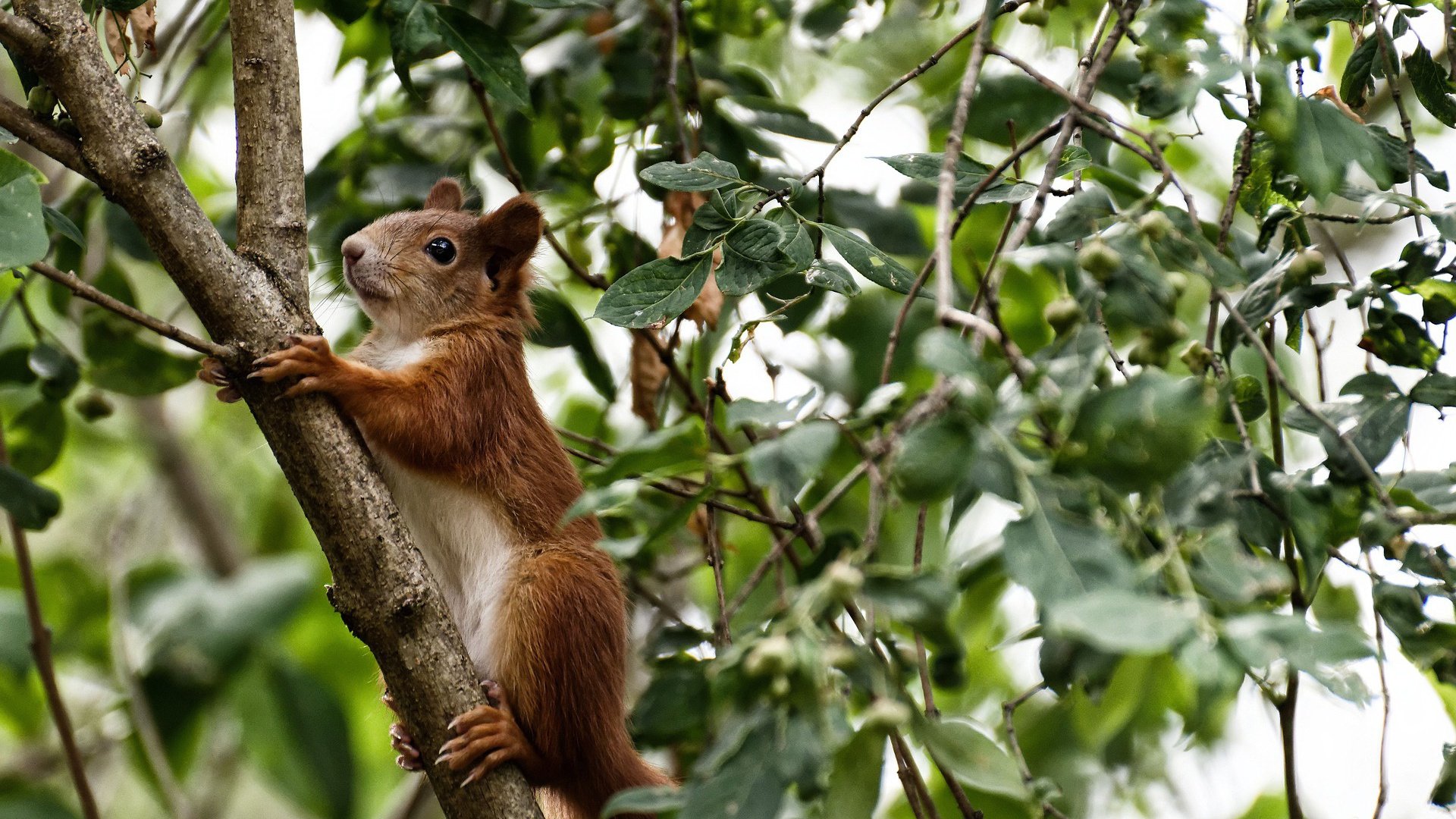 世界排名焦点战,伊拉克全面压制英格兰,排名争夺战再起波澜