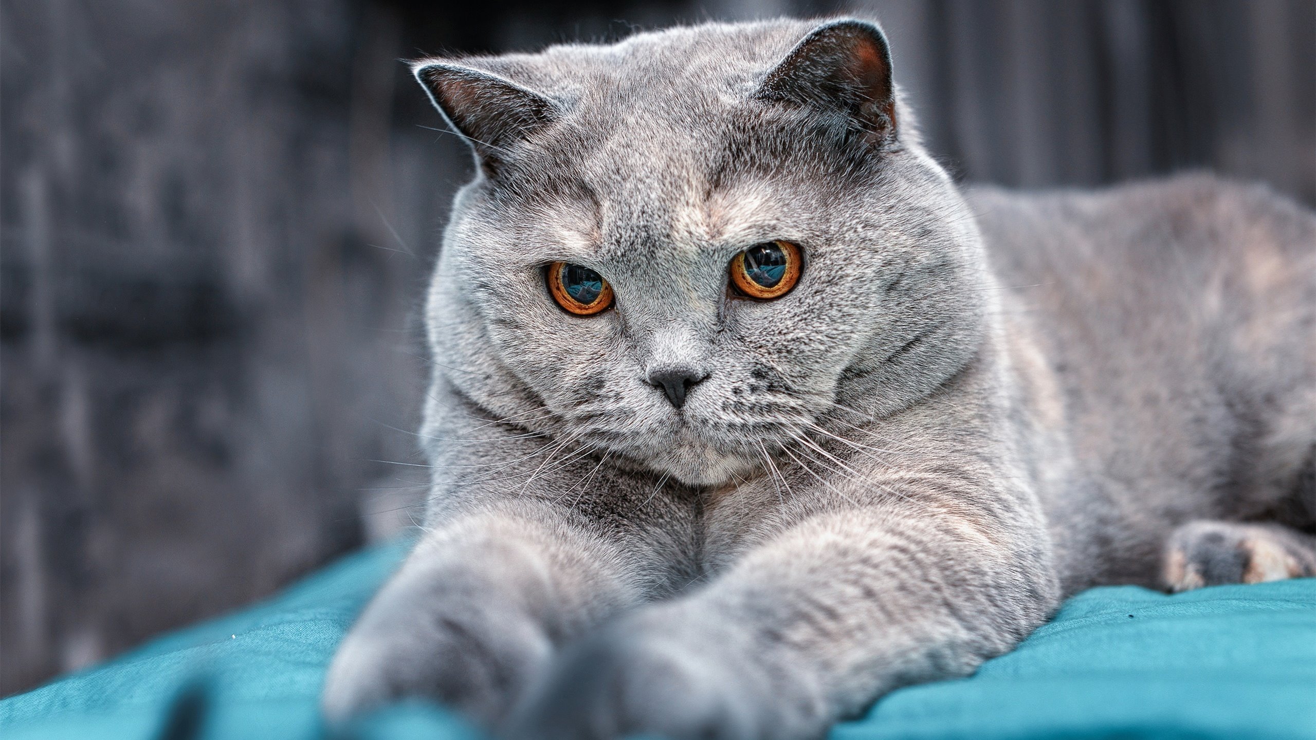 开云体育在线-硬仗之王，从NBA季后赛到卡马文加的决胜之心